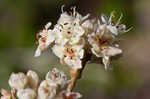 Dogtongue buckwheat